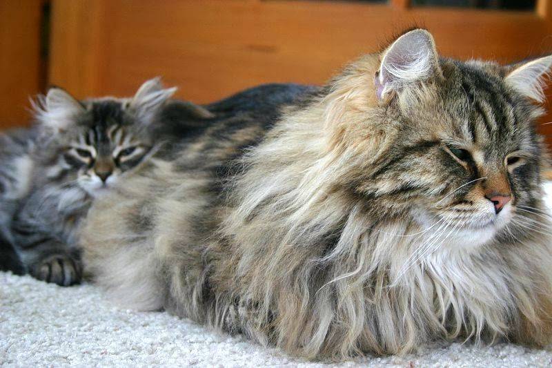 Regal Siberian Cattery | Michaelwood Dr, Virginia Beach, VA 23452 | Phone: (757) 222-1348