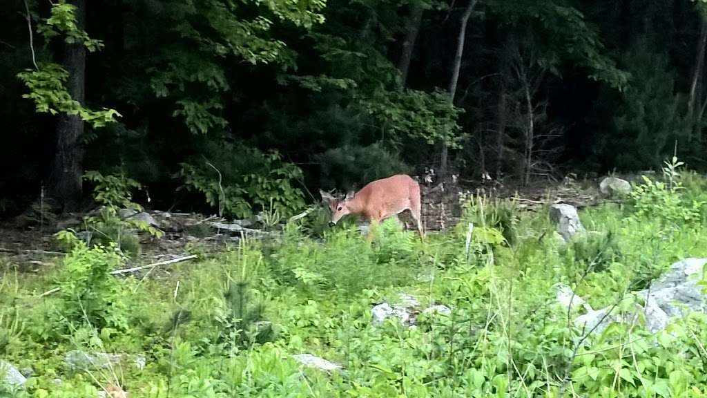 Burlington Landlocked Forest | Yellow Loop Trail, Lexington, MA 02420, USA | Phone: (781) 270-1600