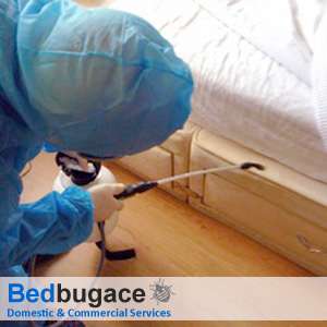 Bedbugace | 52 Pound Rd, Banstead SM7 2HU, UK | Phone: 07342 940195