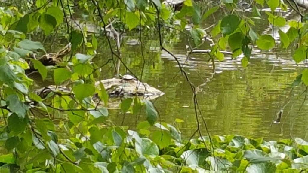 Whitewebb Forest Pond | Enfield EN2 9HH, UK