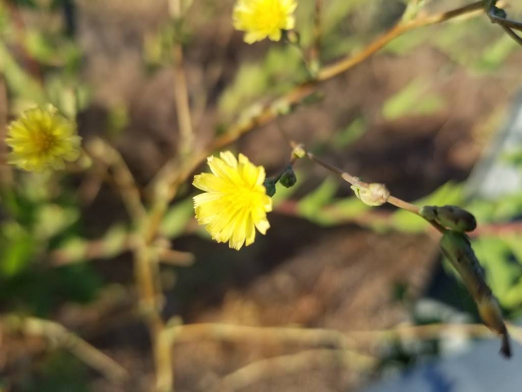 Arroyo Del Oso Park | 8220 Spain Rd NE, Albuquerque, NM 87111, USA | Phone: (505) 768-5353