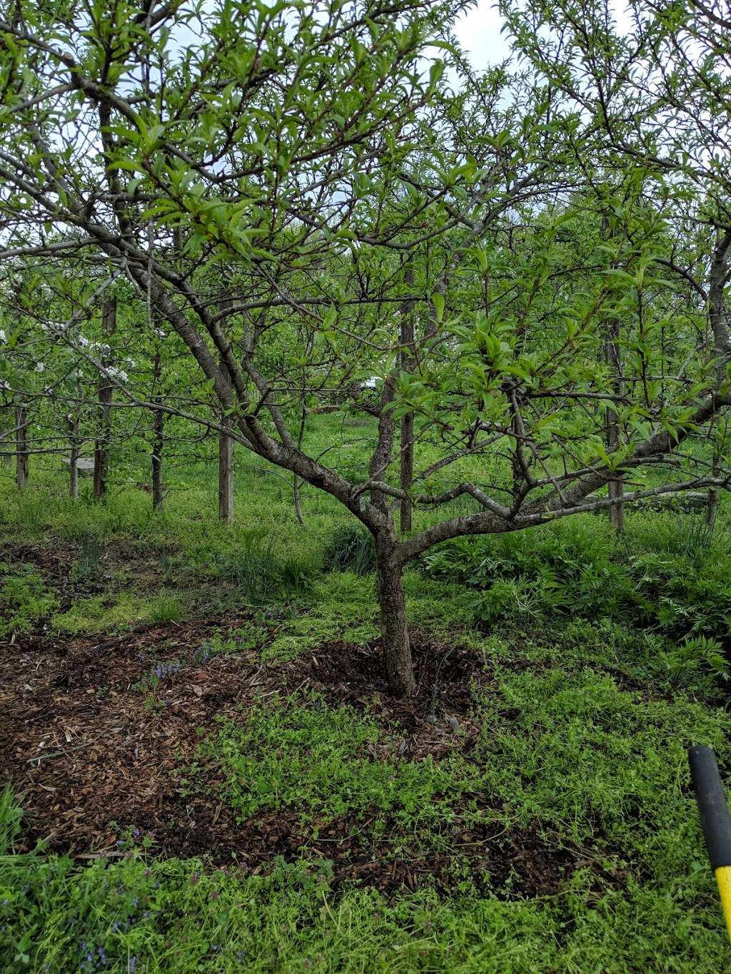 Bloomington Community Orchard | 2120 S Highland Ave, Bloomington, IN 47401, USA
