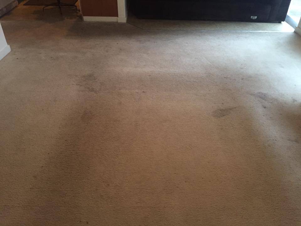 Candidos Carpet Cleaning | 10700 NE 14th St, Vancouver, WA 98664, USA | Phone: (503) 381-7840