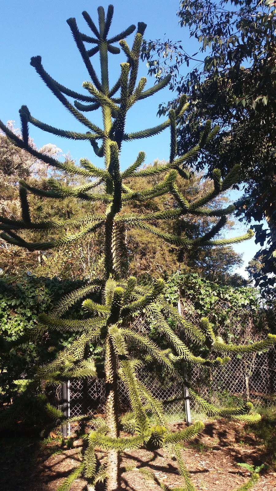 Andean Cloud Forest | San Francisco Botanical Garden, San Francisco, CA 94122, USA | Phone: (415) 661-1316
