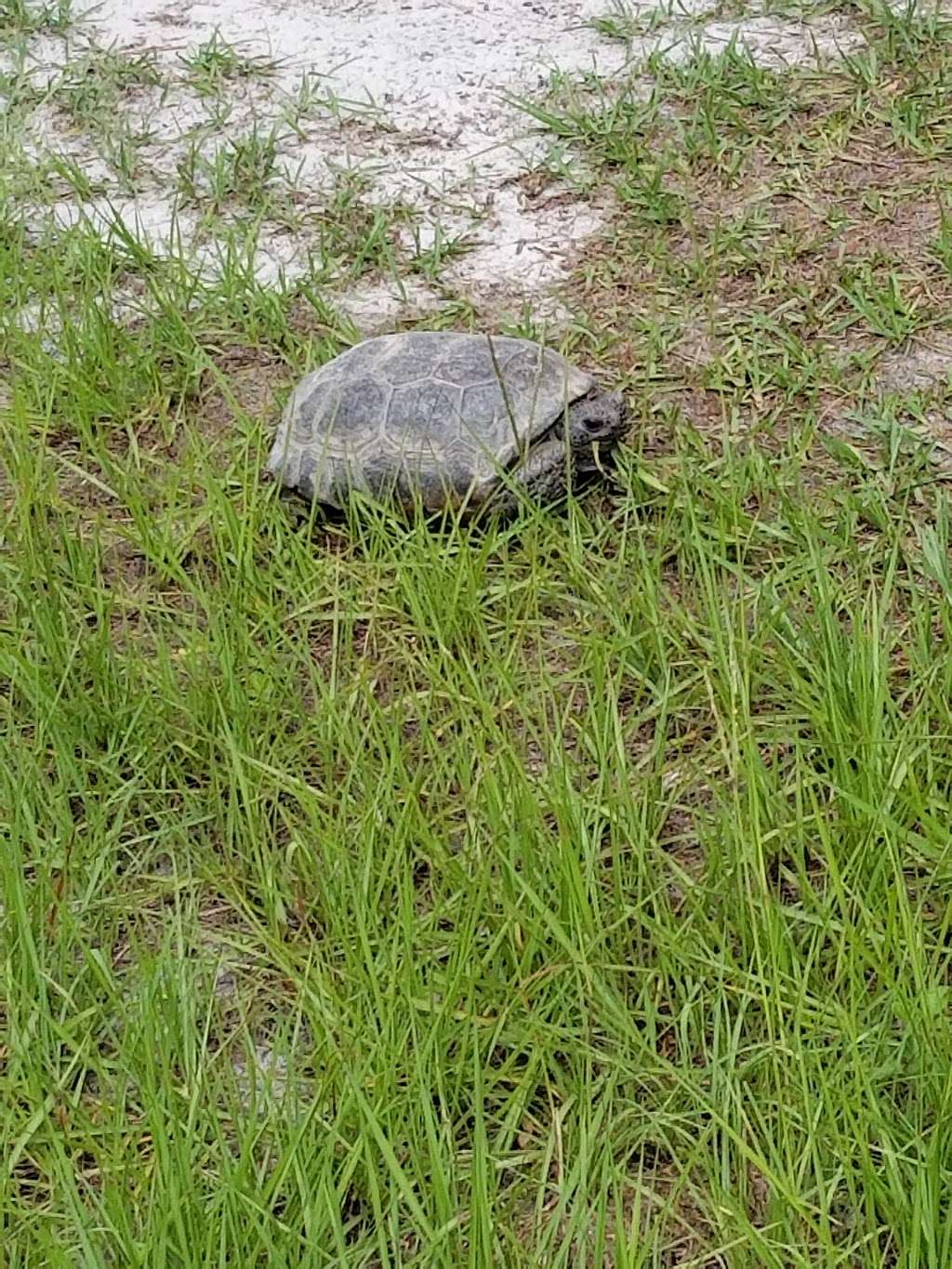 Osprey Unit, Hilochee Wildlife Management Area - Olivers Trail | 10701 Old Grade Rd, Polk City, FL 33868, USA | Phone: (863) 648-3200