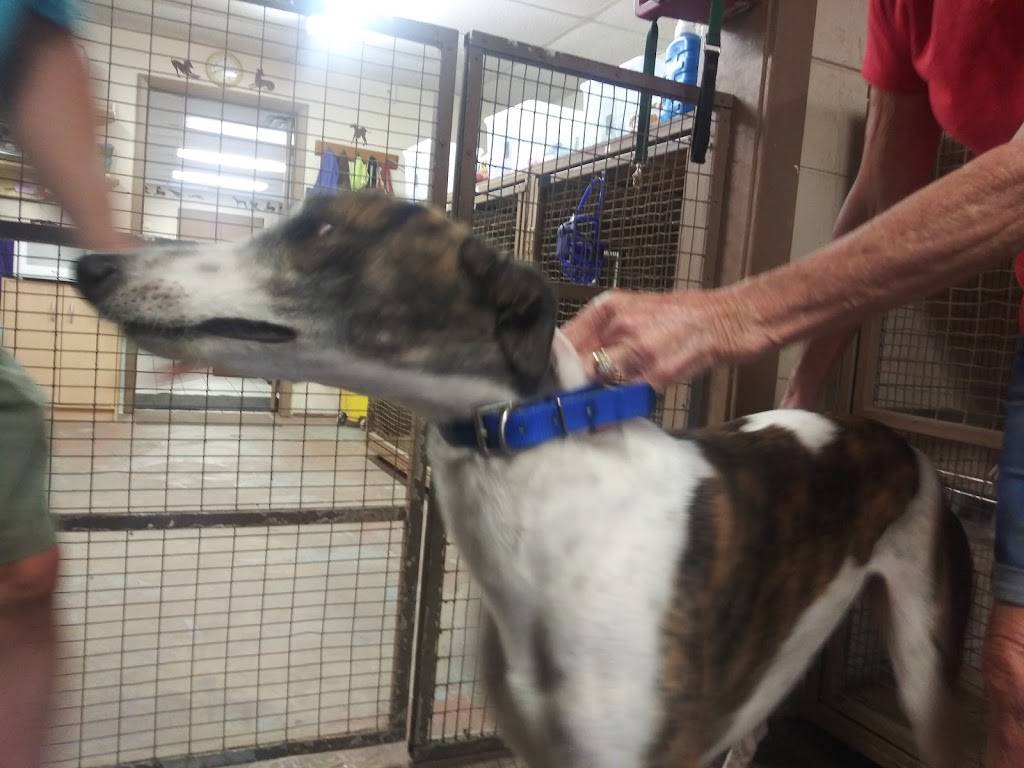 Greyhounds as Pets | 2600 W 5th St, Jacksonville, FL 32254, USA | Phone: (904) 388-6034