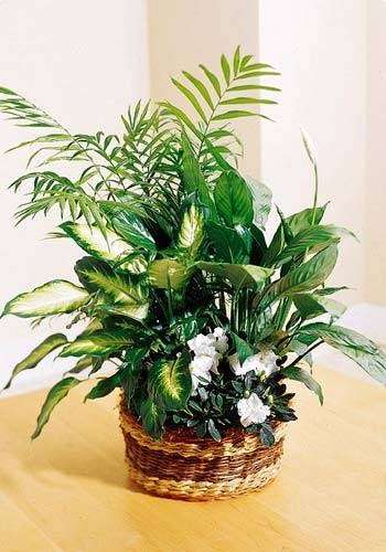 Riverside Florist & Plants | Riverside, CA 92506 | Phone: (951) 684-1870