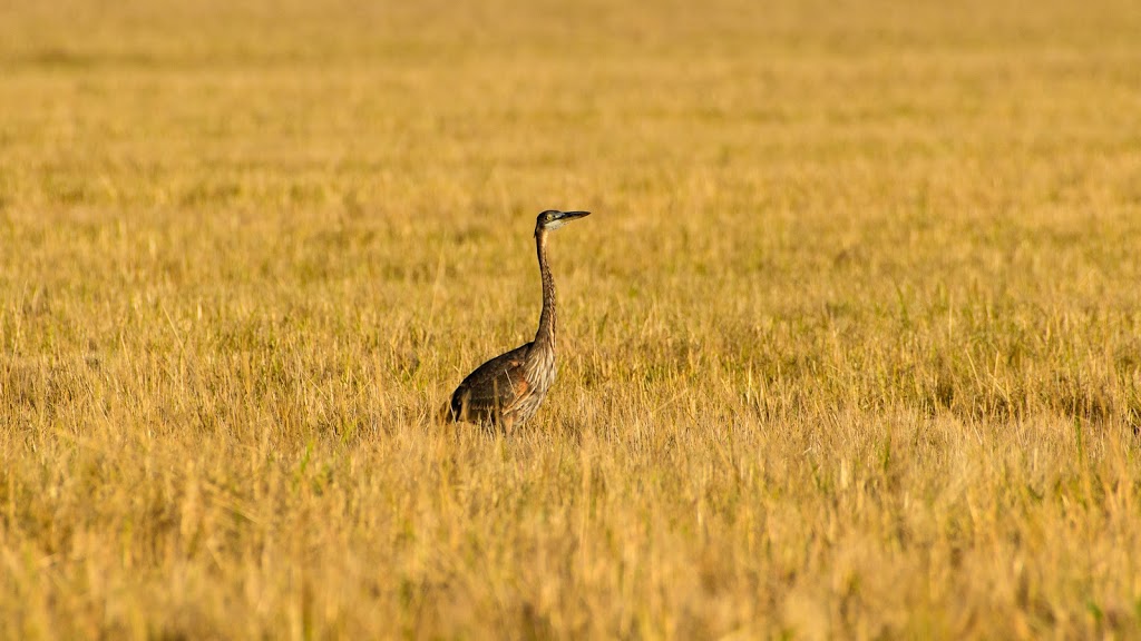 Sauvie Island Wildlife Area | Portland, OR 97231, USA | Phone: (503) 621-3488