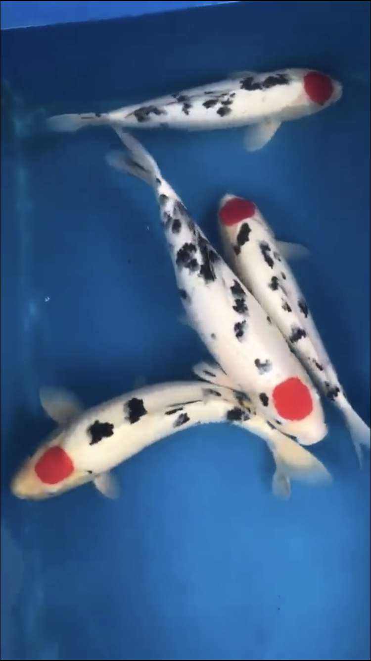 Bristol Koi Farm | 3150 SW 137th Terrace, Davie, FL 33330, USA | Phone: (561) 414-6722