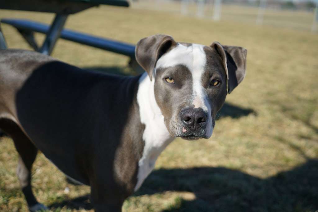 Waggin Tail Dog Park | Balsam Ave, Greeley, CO 80631