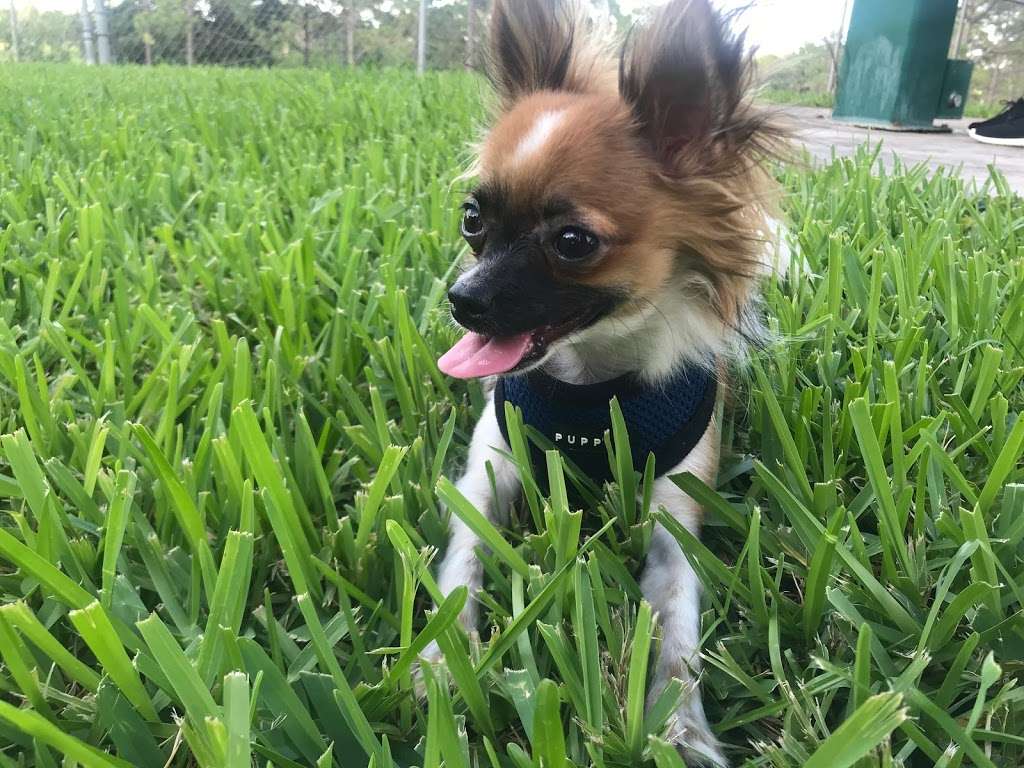 Pooch Pines Dog Park | Eshleman Trail, West Palm Beach, FL 33413, USA | Phone: (561) 966-6600