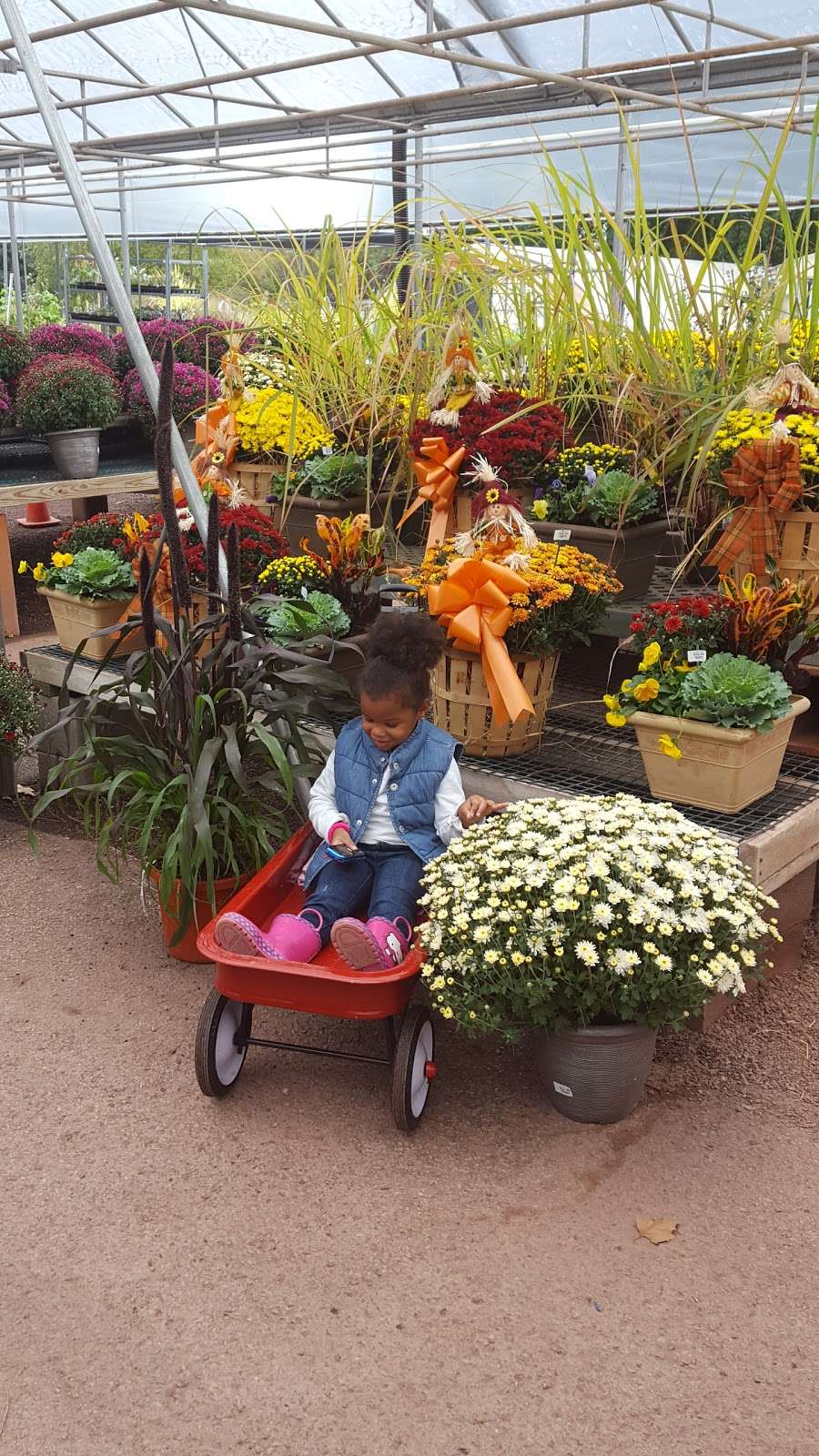 Williams Nursery | 524 Springfield Ave, Westfield, NJ 07090, USA | Phone: (908) 232-4076