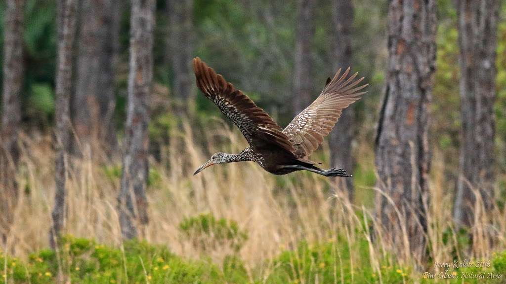 Pine Glades Natural Area | 14122 W Indiantown Rd, Jupiter, FL 33478, USA | Phone: (561) 233-2400