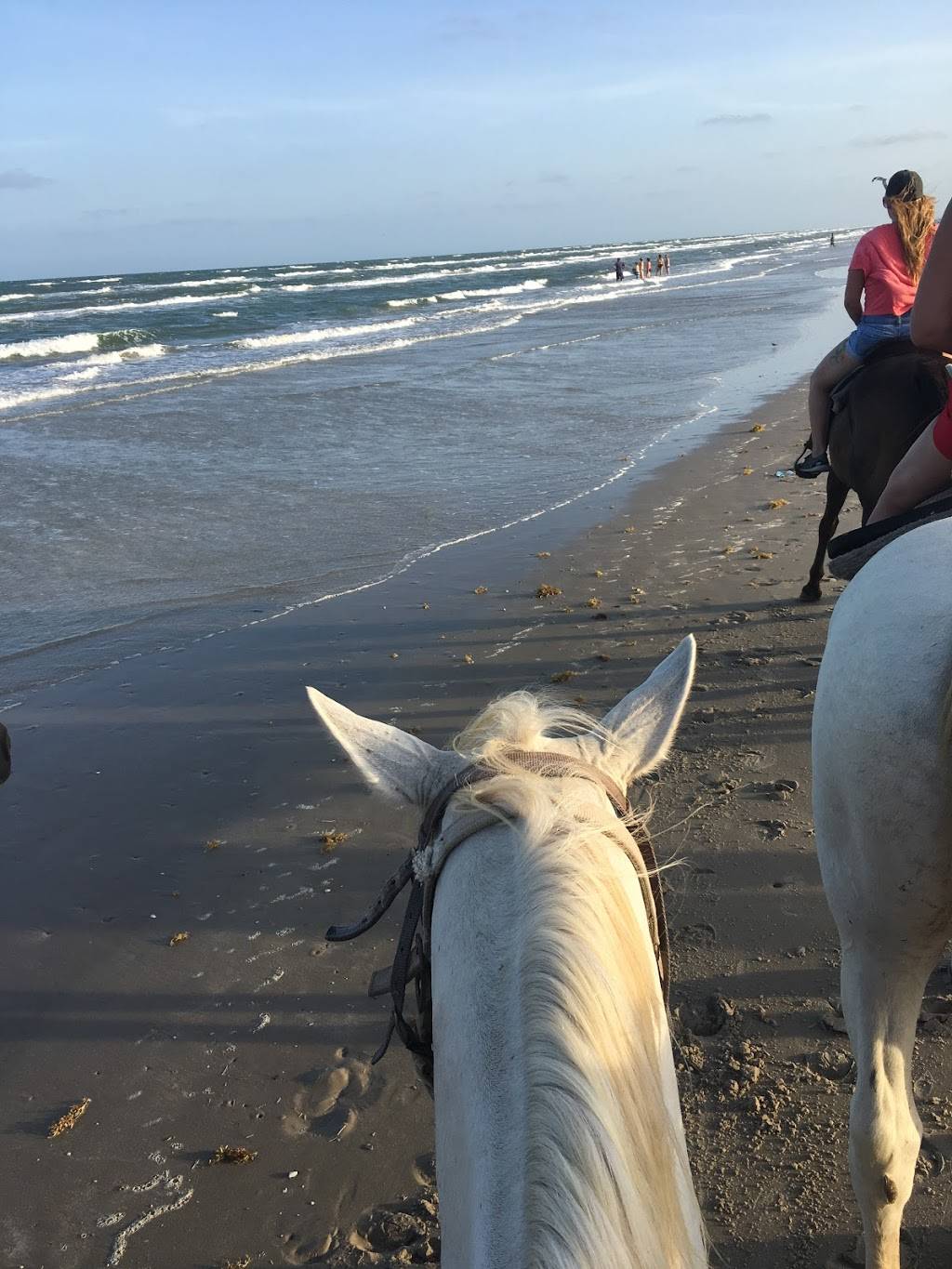 Horses on the Beach | 16562 S Padre Island Dr, Corpus Christi, TX 78418, USA | Phone: (361) 949-4944