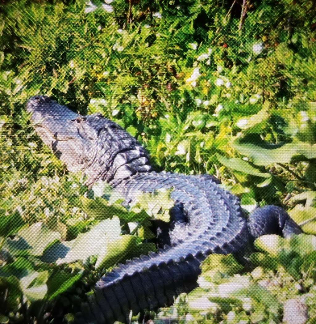 Alligator Cove Airboat Nature Tours | 14900 Camp Mack Rd, Lake Wales, FL 33898, USA | Phone: (863) 696-0406