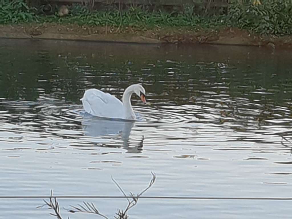 Jubilee Pond, Wanstead Flats, Part of Epping Forest | Dames Rd, London E11 3NW, UK