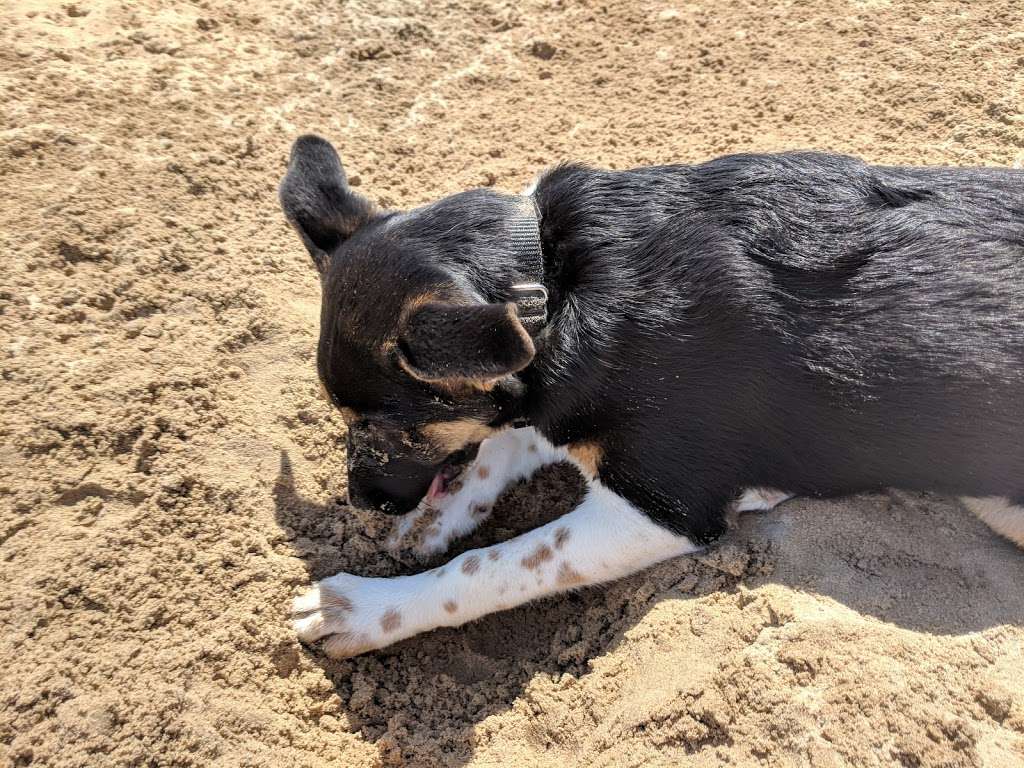 Belmont Harbour Dog Beach | 2671 Lake St, Chicago, IL 60644, USA | Phone: (312) 742-7529