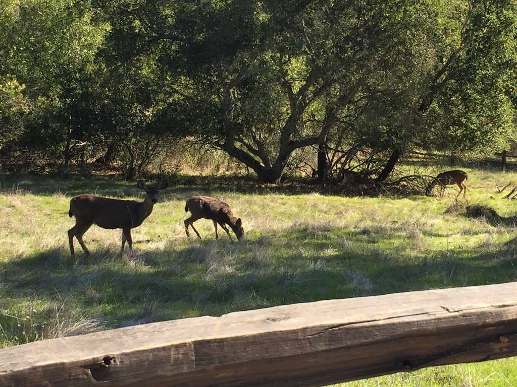 Edgewood Park & Natural Preserve | 10 Old Stage Coach Rd, Redwood City, CA 94062, USA | Phone: (650) 368-6283