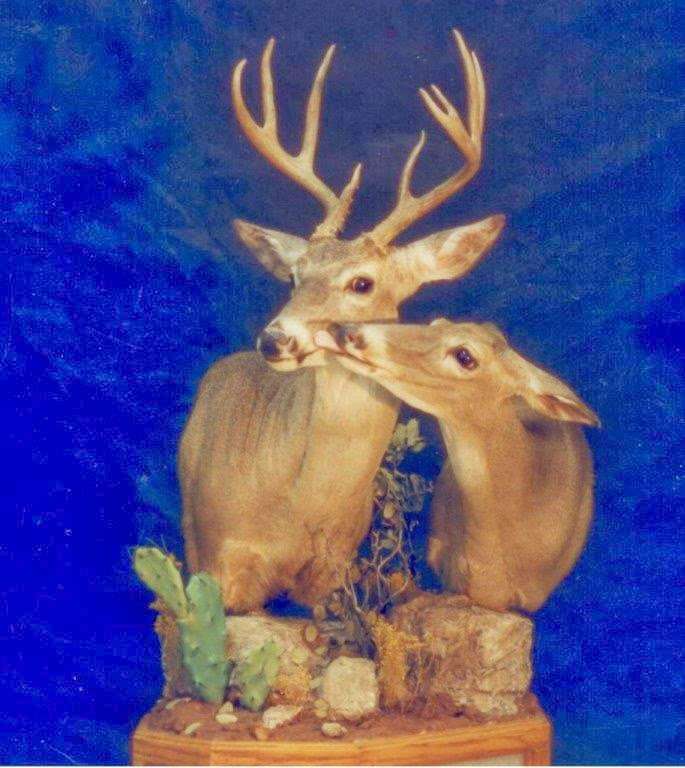 Creative Concepts Taxidermy | 7194 Montevideo Rd, Jessup, MD 20794, USA | Phone: (410) 799-1558