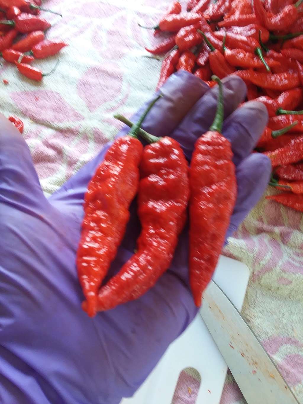 Ghostlyhots Fresh Ghost Peppers & Hot Sauces | 670 Low Dutch Rd, Gettysburg, PA 17325, USA | Phone: (717) 334-0362