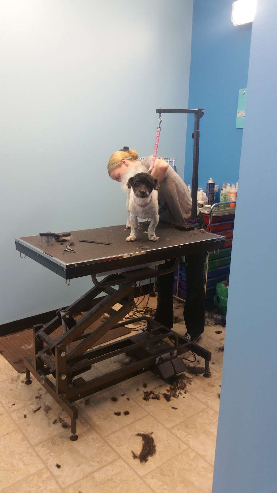 Gigis Pet Salon | 1913 Ogden Ave, Downers Grove, IL 60515 | Phone: (630) 964-0028