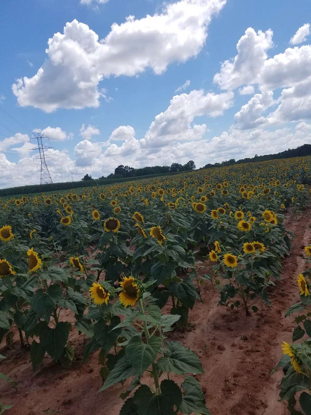 Draper WMA Sunflowers | McConnells, SC 29726