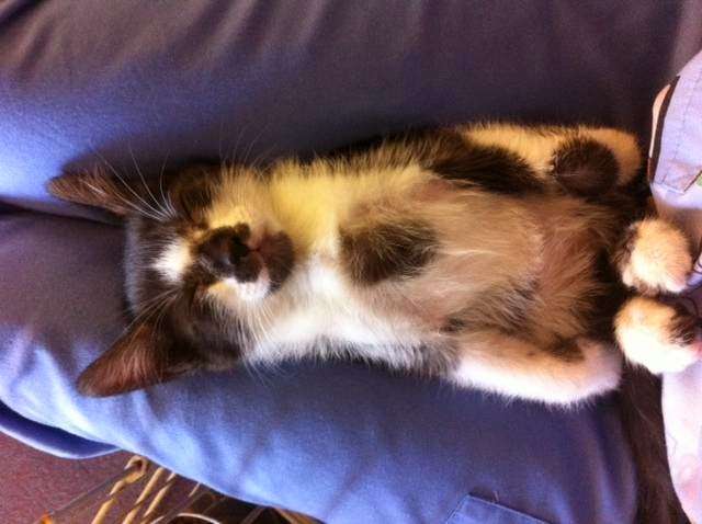 Loving Care Pet Hospital | 13333 Hwy 6, Santa Fe, TX 77510, USA | Phone: (409) 925-4600