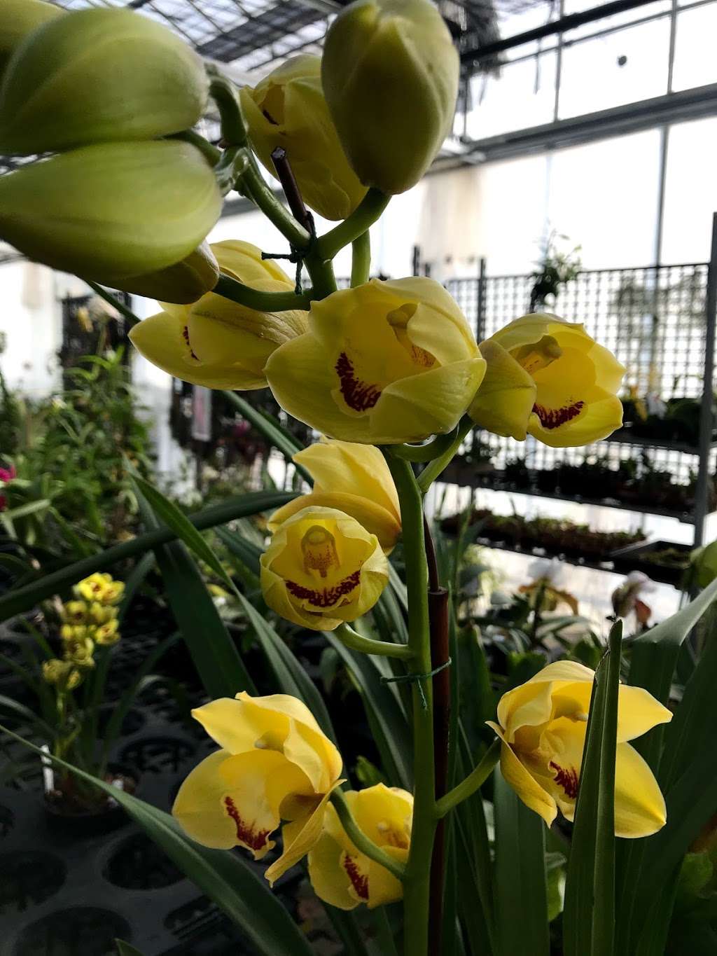 White Plains Orchids | 1485 Mamaroneck Ave, White Plains, NY 10605, USA | Phone: (914) 948-2064