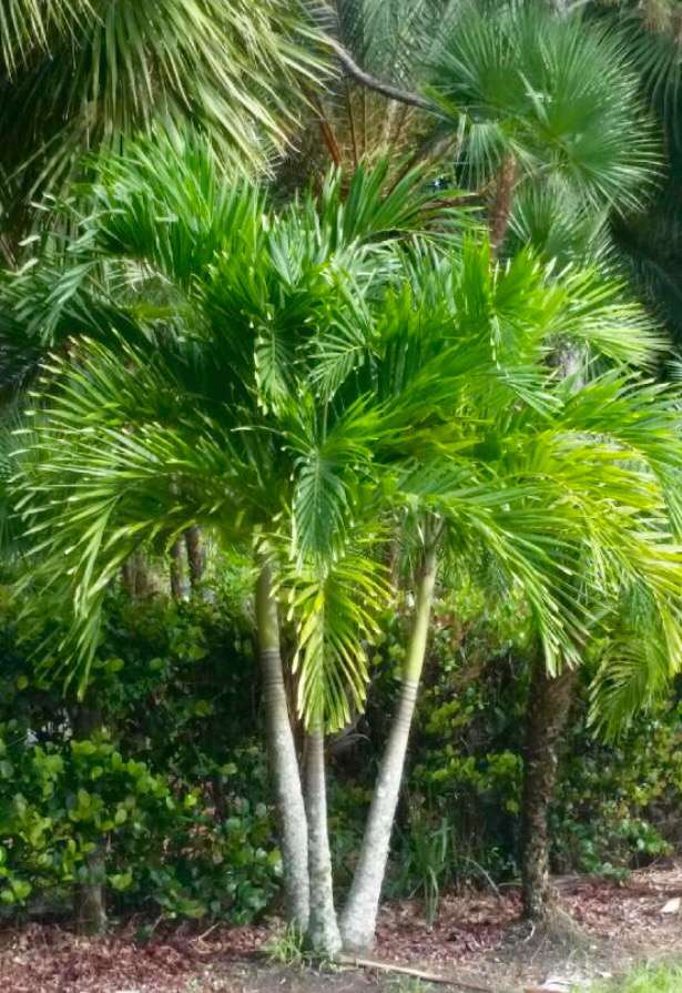 D & G Palm Tree Farm | 10355 100th St S, Boynton Beach, FL 33472, USA | Phone: (561) 441-2126