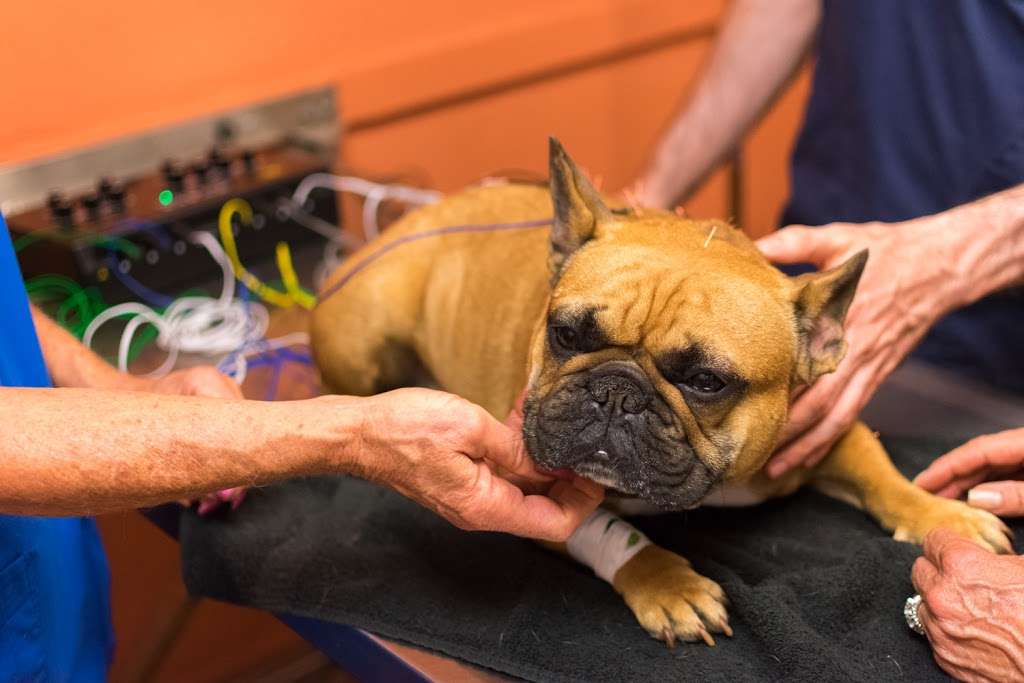 Petsvet Animal Hospital | 15808 N Old El Mirage Rd, Surprise, AZ 85378, USA | Phone: (623) 910-3242
