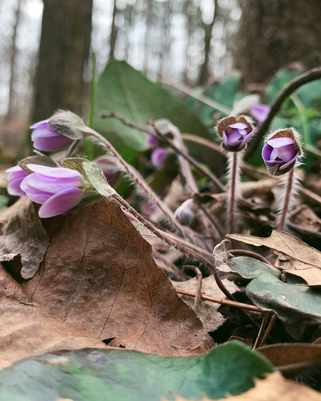 Hollow Rock Nature Park | 692 Erwin Rd, Durham, NC 27707, USA | Phone: (919) 245-2510