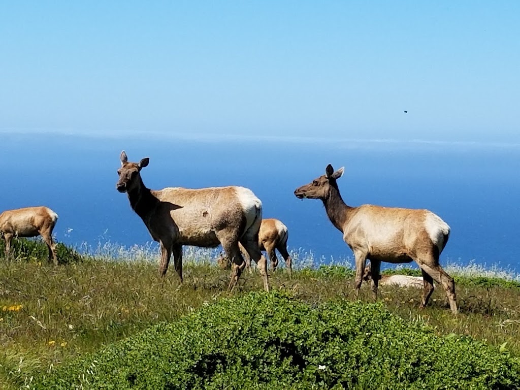 Tomales Point Trailhead | Tomales Point Trail, Inverness, CA 94937, USA | Phone: (415) 464-5100