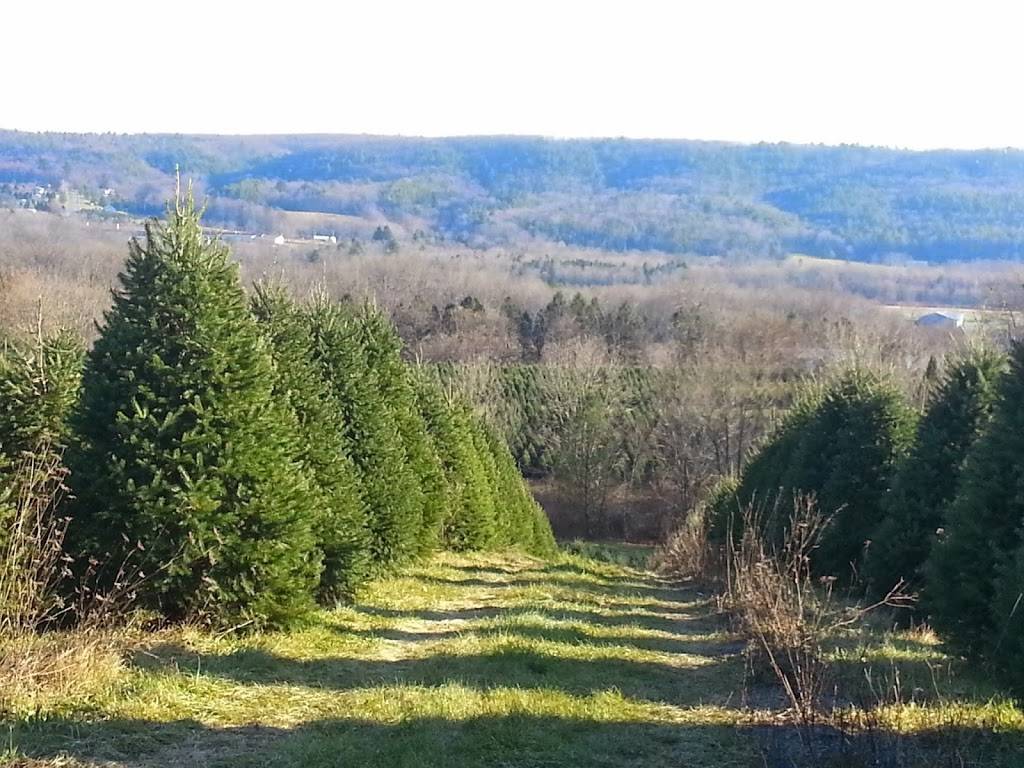 Philly Christmas Trees | Sedgley Dr &, N Lemon Hill Dr, Philadelphia, PA 19130, USA | Phone: (215) 872-1614