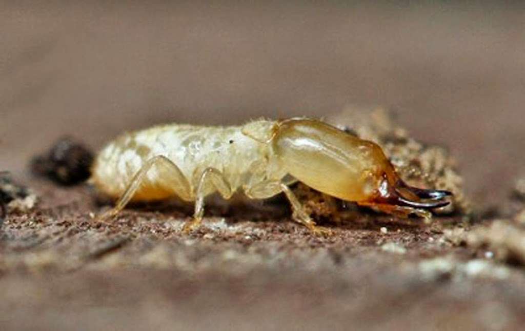 All American Termite and Pest Services | 8815 Conroy Windermere Rd #139, Orlando, FL 32835, USA | Phone: (407) 605-2888