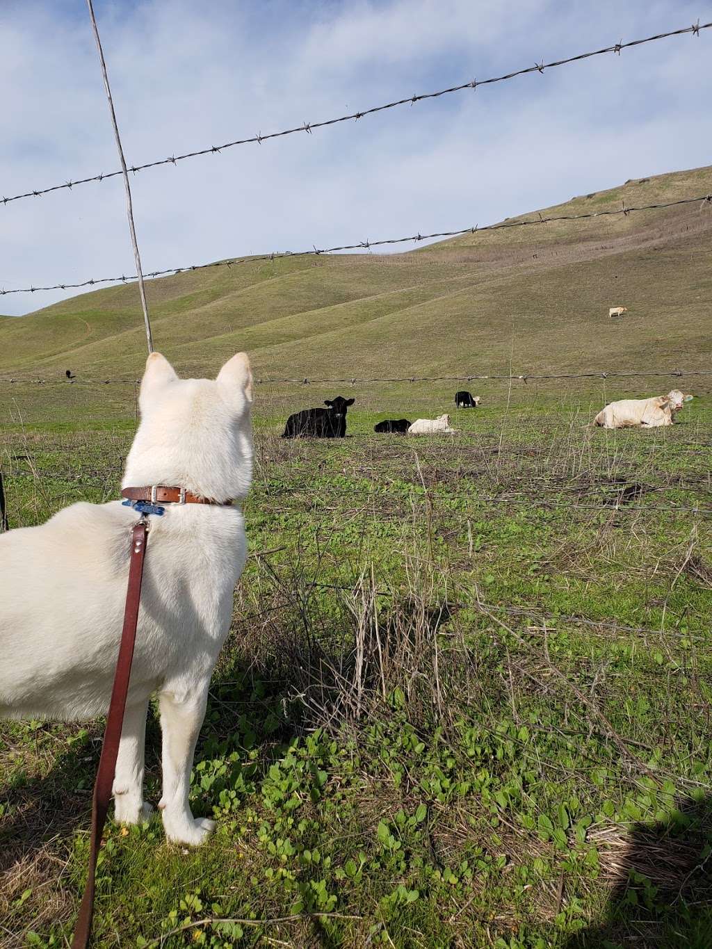 City of Milpitas Dog Park at Ed R. Levin | Tularcito Trail, Milpitas, CA 95035, USA | Phone: (408) 262-6980