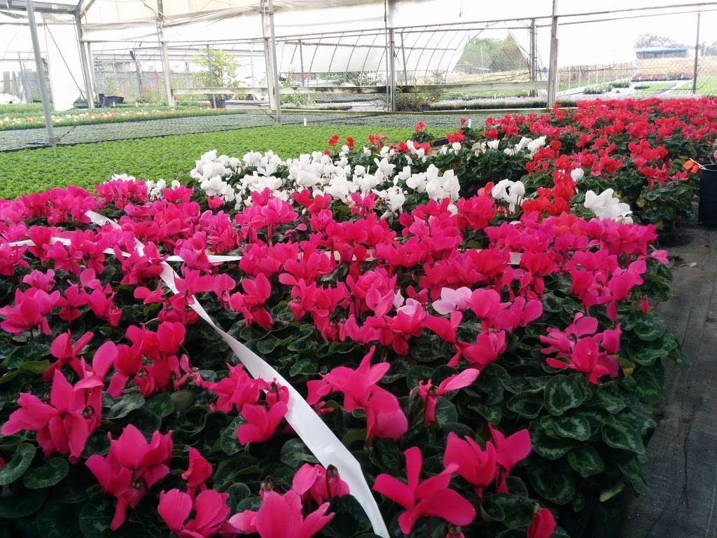 Texas Color Plants Inc | 2700 Joann St, Stafford, TX 77477, USA | Phone: (281) 499-8293