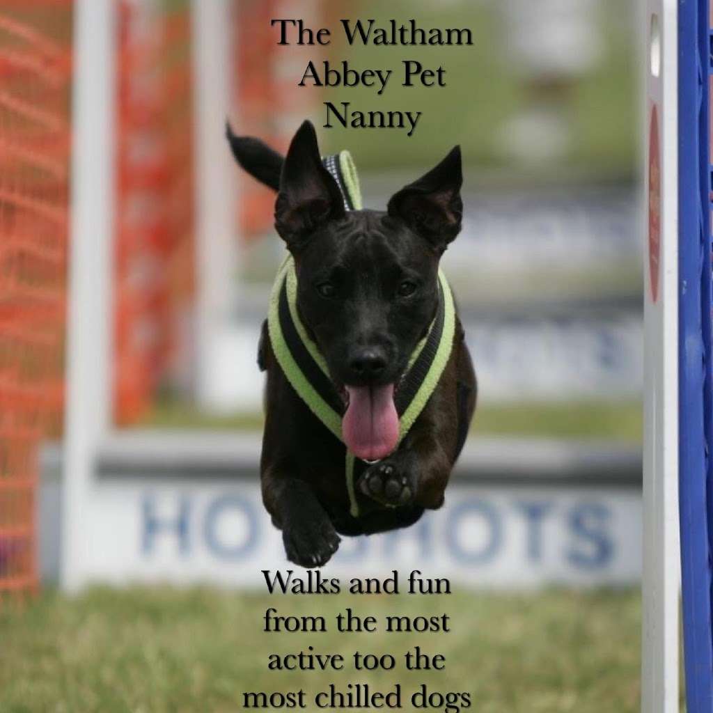 The Waltham Abbey Pet Nanny | 21 Walton Gardens, Waltham Abbey EN9 1BL, UK | Phone: 01992 700142