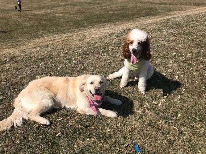 Goldendoodle Puppies For Sale | Goldendoodle Breeder Midwest | 41w704 Farview Rd, Elburn, IL 60119, USA | Phone: (630) 803-4405