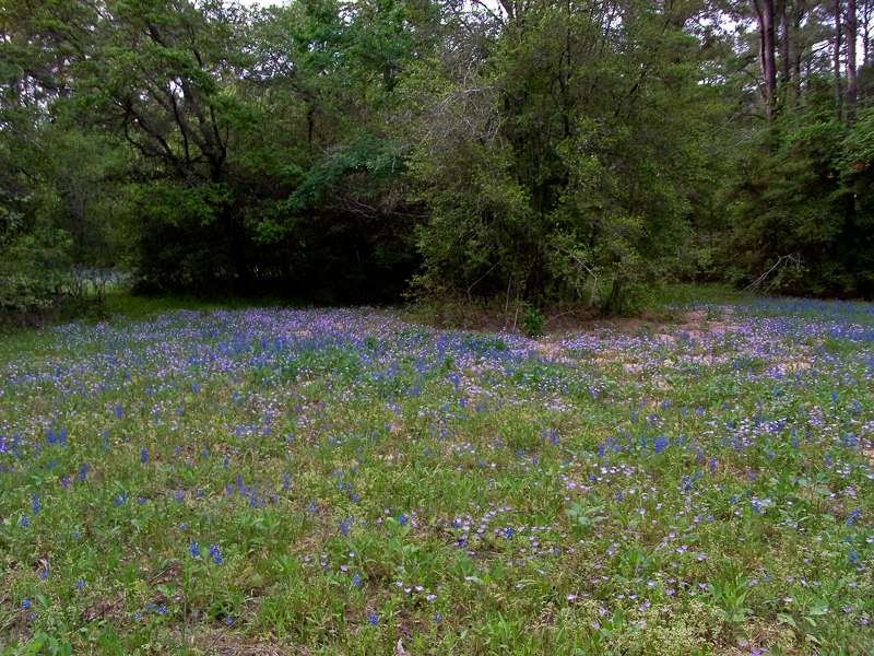 LTNS (Little Thicket Nature Sanctuary) | 2001 FM 945 South, Cleveland, TX 77328, USA | Phone: (281) 433-0651