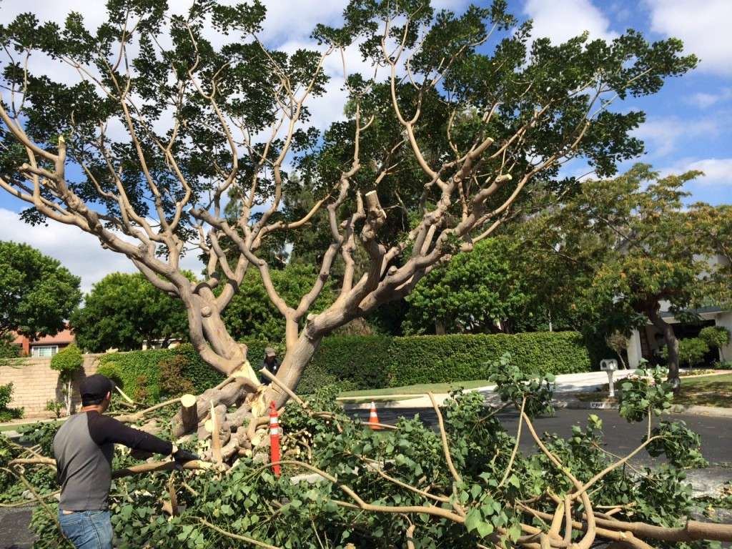 Ramirez Landscape and Tree Service | 2633 S Mission Rd #A, Fallbrook, CA 92003 | Phone: (760) 717-3550