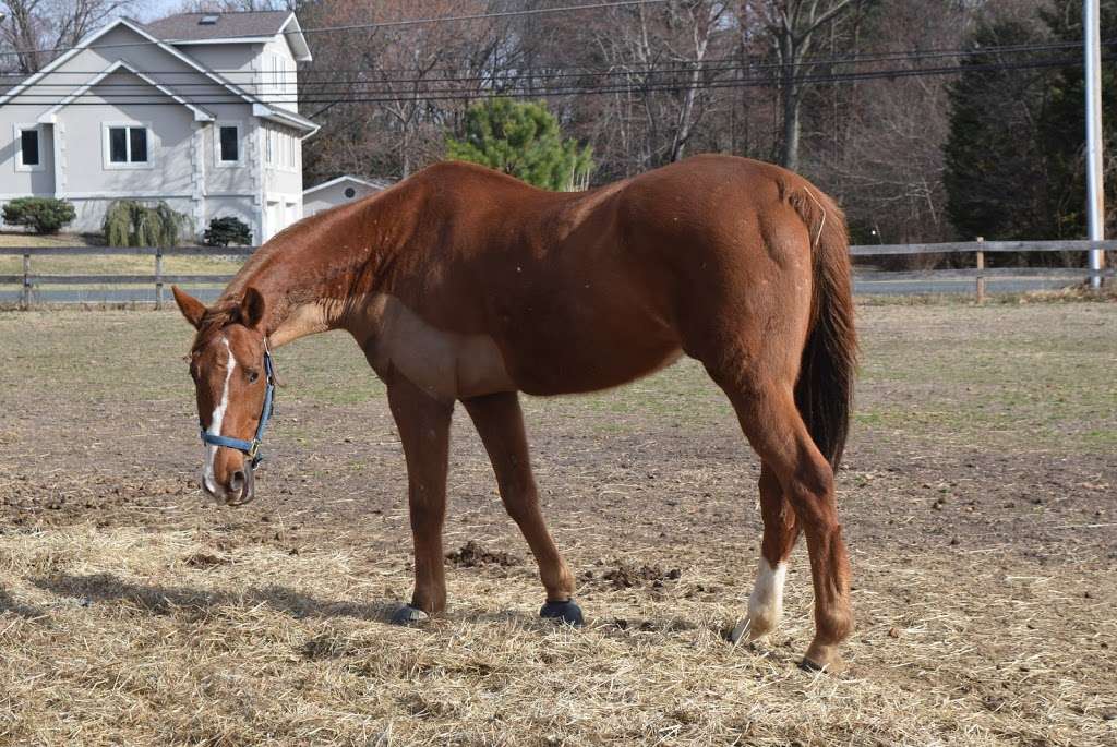 Fence Post Farm | 7920 Shipley Rd, Pasadena, MD 21122, USA | Phone: (410) 530-3654