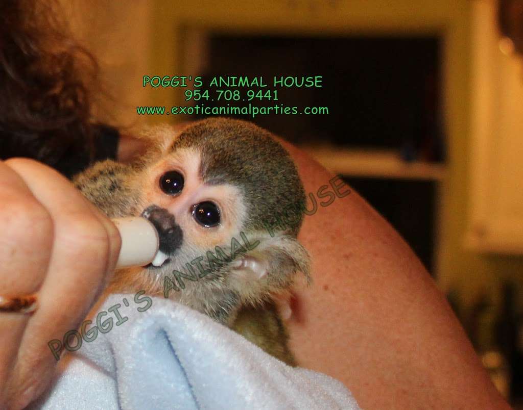 Poggis Animal House | 11365 Earnest Blvd, Davie, FL 33325, USA | Phone: (954) 708-9441