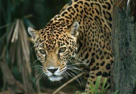 Jaguar Spirit Metaphysics & Tarot | 4255 Kittredge St, Denver, CO 80239, USA | Phone: (303) 324-4628