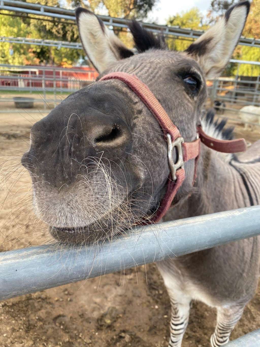 SweetWater Farms Petting Zoo and Pony Rides | 27825 California Ave, Winchester, CA 92596, USA | Phone: (909) 226-9829