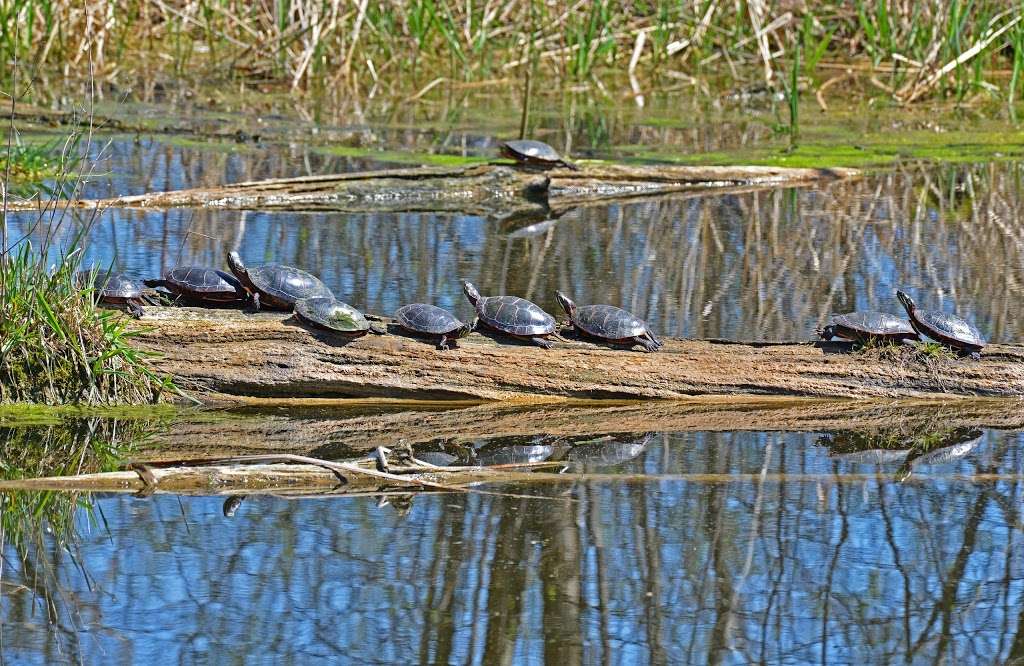 McHenry Dam State Park | McHenry Dam Road, McHenry, IL 60051, USA | Phone: (815) 385-1624