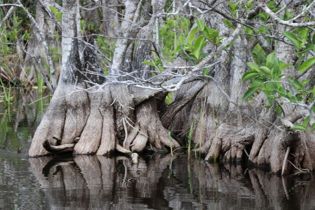 Coopertown The Original Airboat Tour | 22700 SW 8th St, Miami, FL 33194, USA | Phone: (305) 226-6048