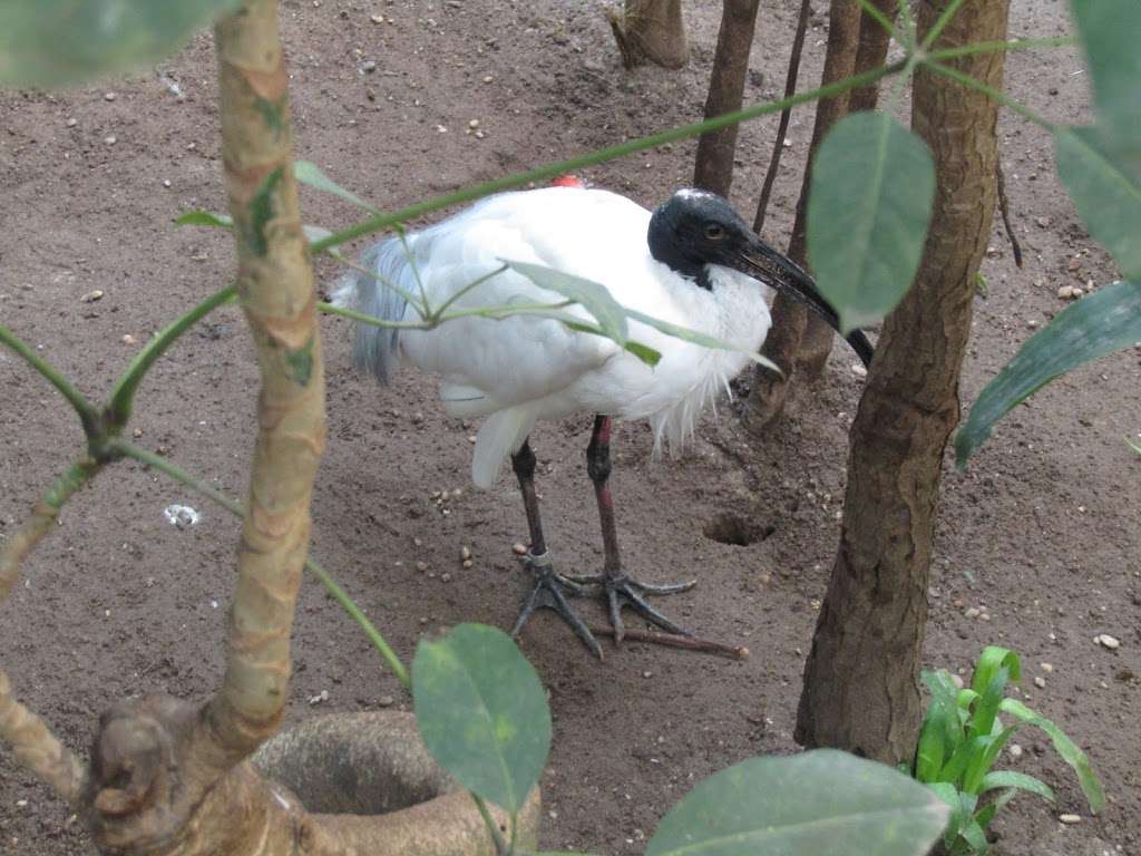 World of Birds Aviary | 707 U.S. 9, Cape May Court House, NJ 08210, USA