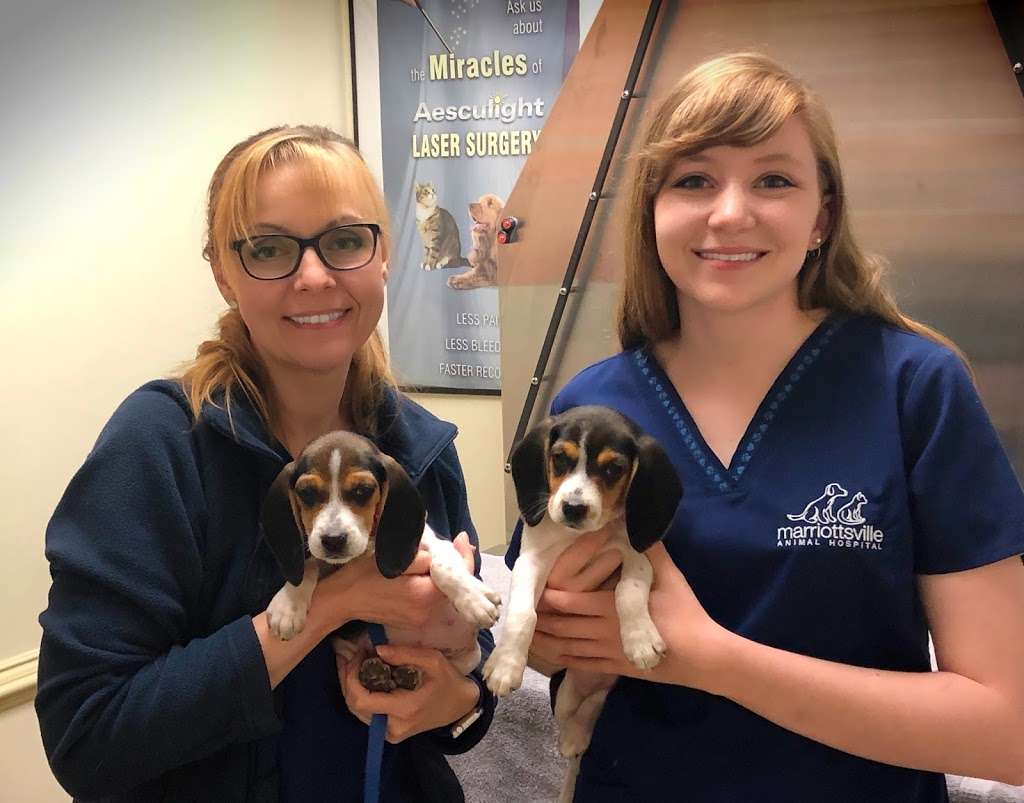 Marriottsville Animal Hospital | 2020 Marriottsville Rd Suite A, Marriottsville, MD 21104, USA | Phone: (410) 480-2222