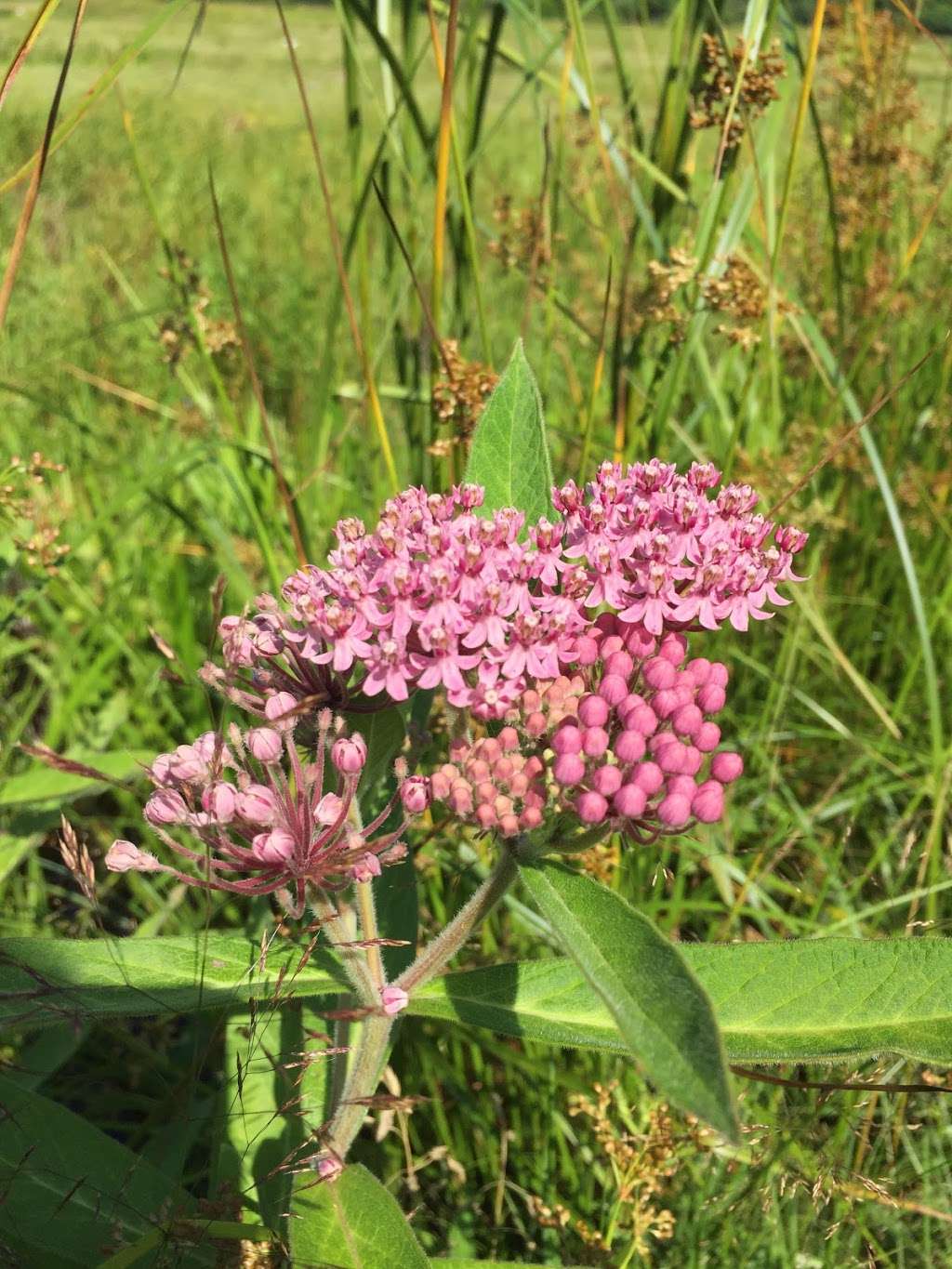 Mass Audubons North Hill Marsh Wildlife Sanctuary | Mayflower St, Duxbury, MA 02332, USA | Phone: (781) 837-9400