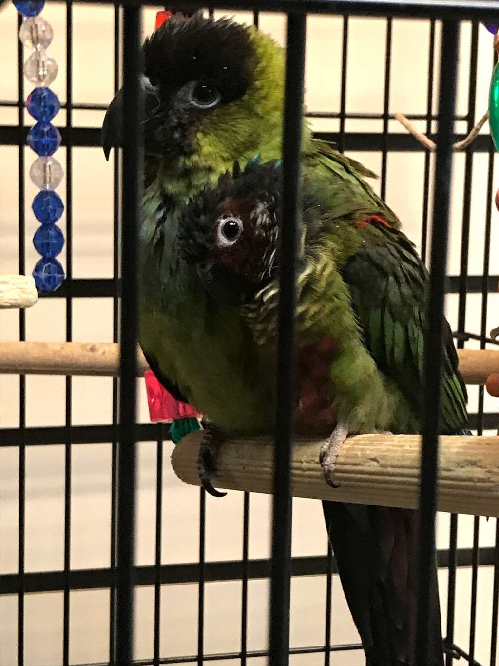 Parrots, Parrots, Parrots, just Parrots | 7219 Lee Hwy, Falls Church, VA 22046 | Phone: (703) 536-2473